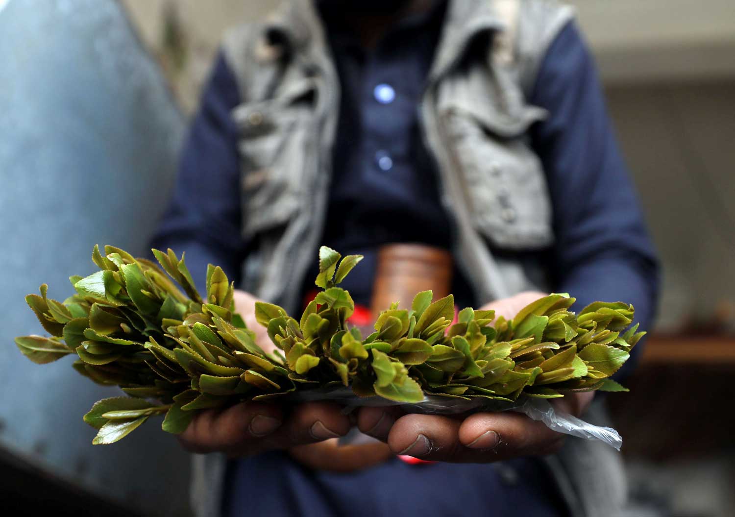 نبات القات عبارة عن نبتة أوراقها خضراء يتم تناولها بمضغها دون بلعها